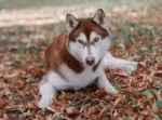 Nearby Siberian Husky | Copper & White Color With Brown Eye