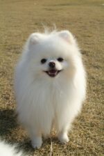 Nearby Culture Toy Pom Puppy | White Color