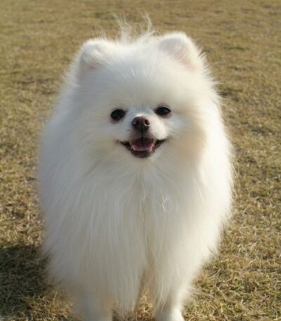 Nearby Culture Toy Pom Puppy | White Color