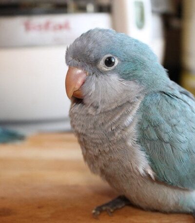 Blue Quaker Parrot For Sale