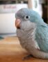 Blue Quaker Parrot For Sale