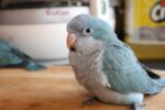 Blue Monk | Blue Quaker Parrot