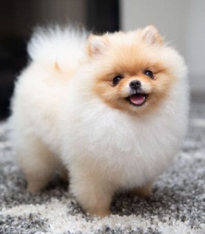 Nearby Cuture Toy Pom Puppy | Cream Color