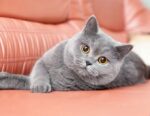 British Shorthair Cats & Kittens