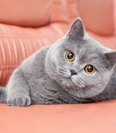 British Shorthair Cats & Kittens