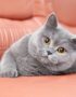 British Shorthair Cats & Kittens