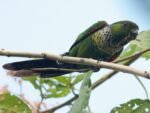 Black Capped Conure