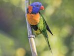 Red collared Lorikeet