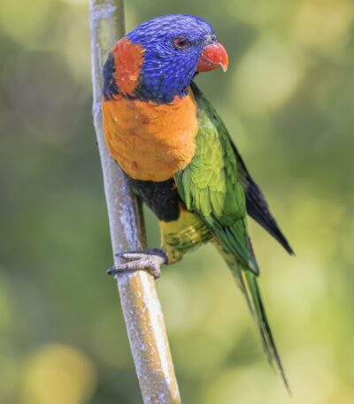 Red collared Lorikeet