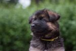 Nearby German Shepherd Puppy | Black and Tan