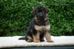 Nearby German Shepherd Puppy | Black and Tan