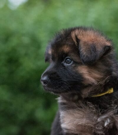 Black and Tan German Shepherd