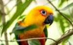 Jenday Conure