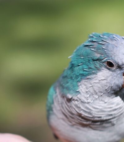 Blue Monk | Blue Quaker Parrot
