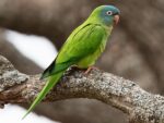 Blue Crown Conure