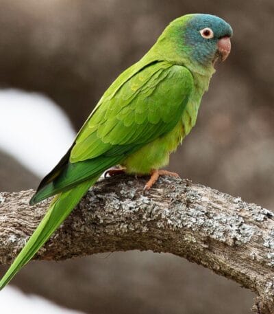 Blue Crown Conure
