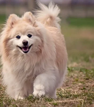 Nearby Cream Pomeranian Color puppy