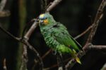 Orange Wing Amazon Parrots