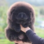 Nearby Black Chow Chow Puppy
