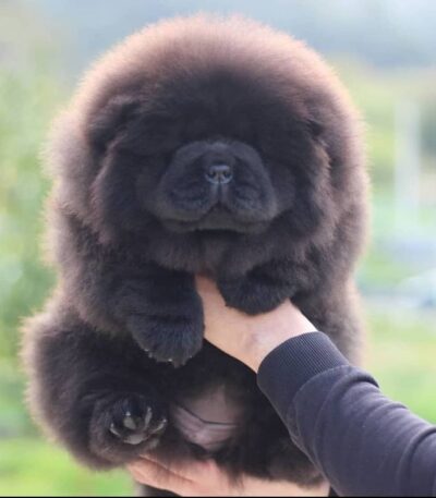 Nearby Black Chow Chow Puppy