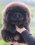 Nearby Black Chow Chow Puppy