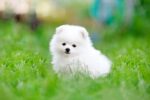 Nearby Culture Toy Pom Puppy | White Color