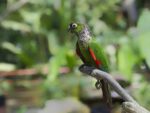 Black Capped Conure