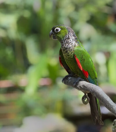 Black Capped Conure