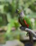 Black Capped Conure