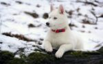 Nearby Siberian Husky | White Color With Blue Eye