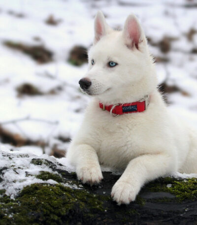 Nearby Siberian Husky | White Color With Blue Eye
