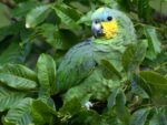 Orange Wing Amazon Parrots