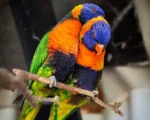 Red collared Lorikeet