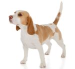 Nearby Beagle | Lemon & White | Puppy