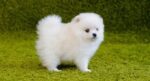 Nearby Culture Toy Pom Puppy | White Color