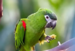 Hahn's Macaw