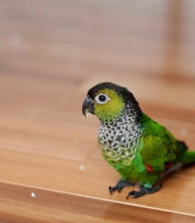 Black Capped Conure