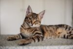 Nearby Bengal Cats & Kittens - Image 6