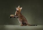 Nearby Bengal Cats & Kittens - Image 7