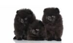 Nearby Culture Pom Puppy | Black Color