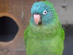 Blue Crown Conure