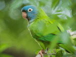 Blue Crown Conure