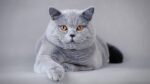 British Shorthair Cats & Kittens