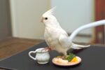 Albino Cockatiel