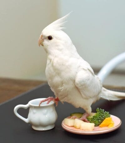 Albino Cockatiel