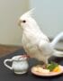 Albino Cockatiel