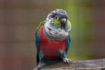 Crimson Bellied Conure