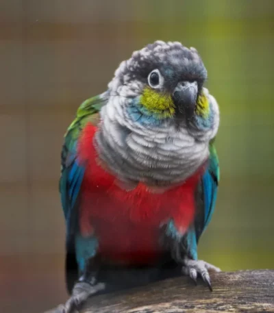Crimson Bellied Conure