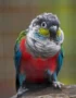 Crimson Bellied Conure