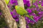Nanday conure